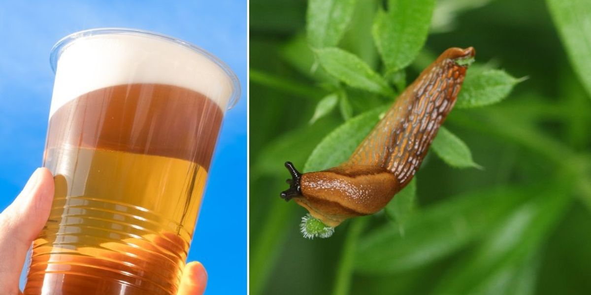 'The most hated pest in horticulture!' Britons can eliminate
slugs in their garden using beer