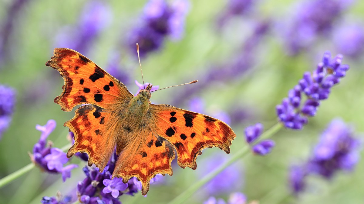 Five ways you can help save Britain’s wildlife this
summer