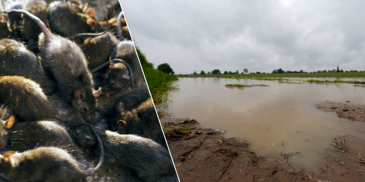 Giant rat invasion warning as vermin infiltrate houses via
water pipes and crawling out of toilets