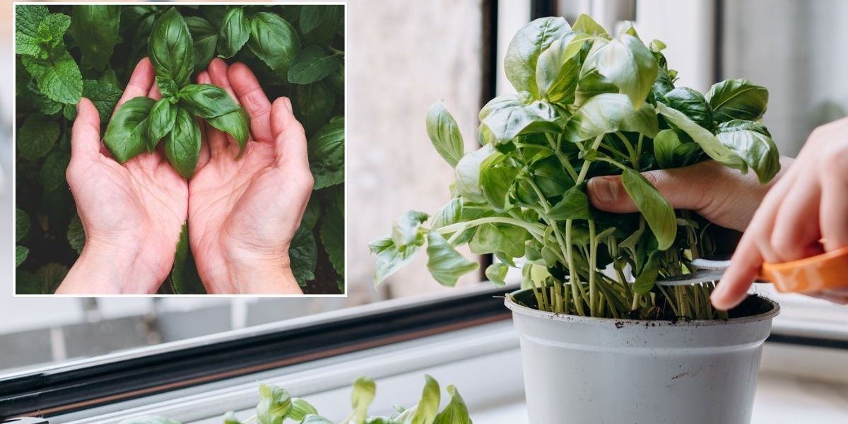 How to grow the 'best' basil with flavours that are 'out of
this world' - perfect for planting in May