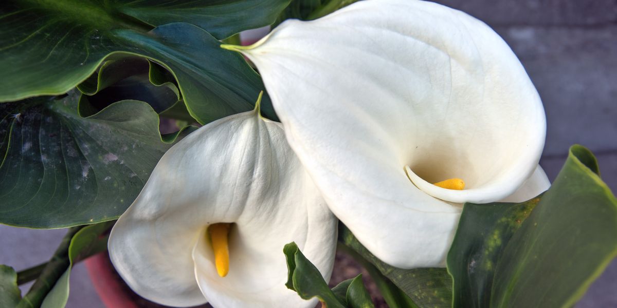 Peace lilies: The 'best place' to put the houseplants so
they produce more flowers and grow faster