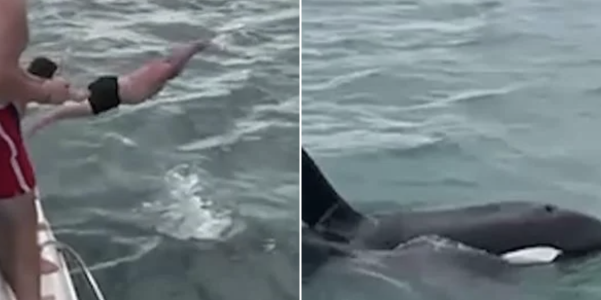 Thrillseeker branded 'stupid' after belly flopping onto
protected KILLER WHALE and calf