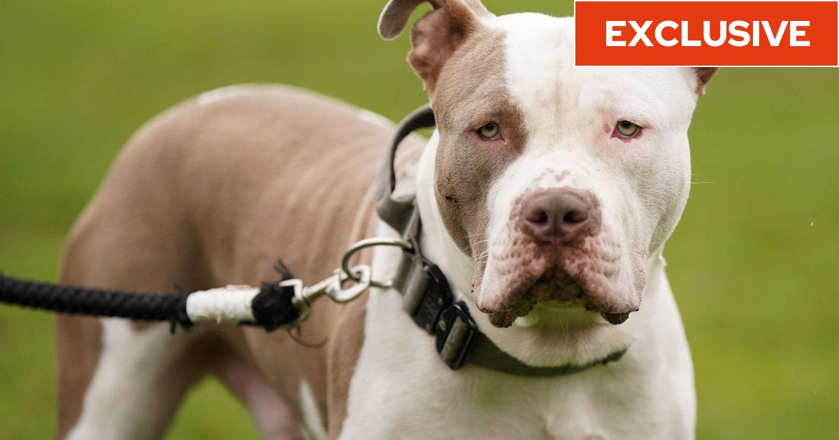 XL Bully ban in crisis after 113 days as full kennels forced
to turn dogs away